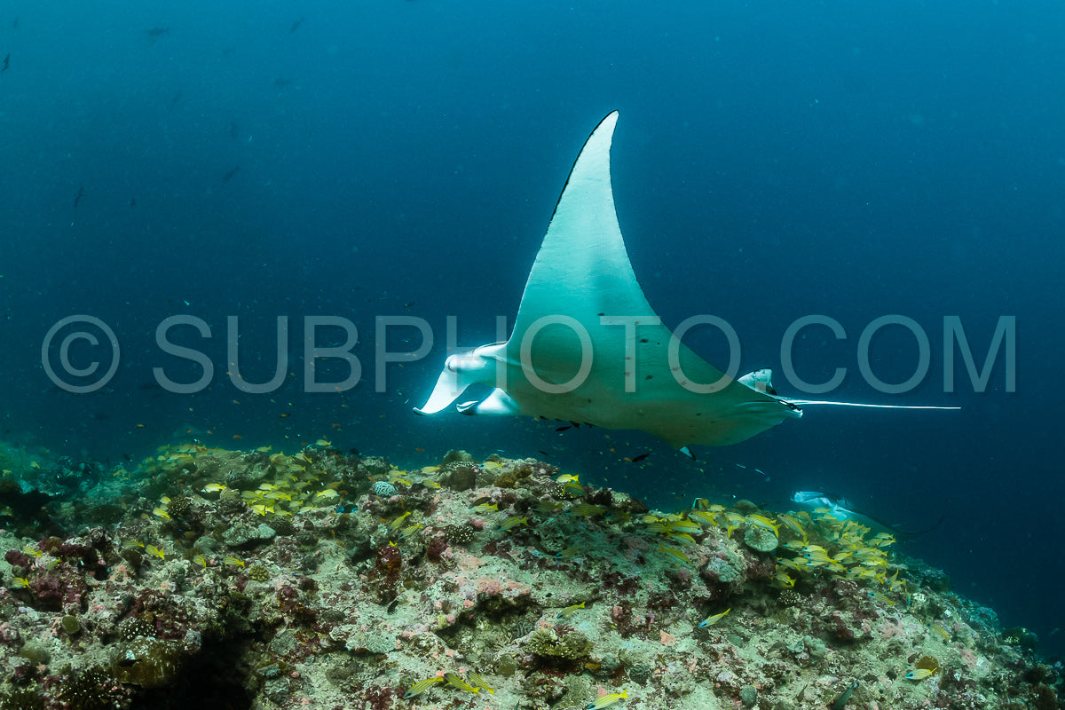 Photo de Raies manta volant autour d'une station de nettoyage aux Maldives