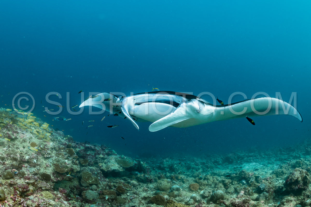 Photo de Raies manta volant autour d'une station de nettoyage aux Maldives