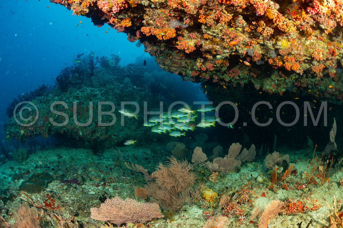 school of oriental sweetlips