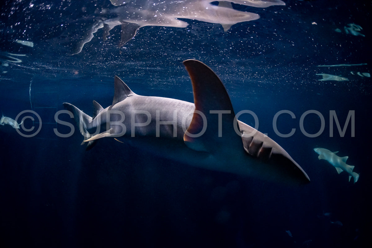 Photo de Plongeur avec tuba nageant avec un requin nourrice la nuit aux Maldives