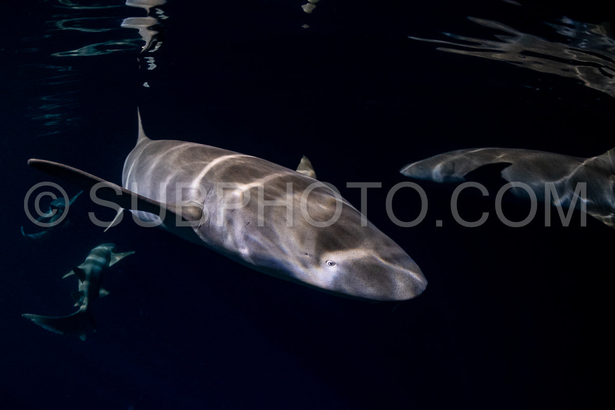 Photo de Plongeur avec tuba nageant avec un requin nourrice la nuit aux Maldives