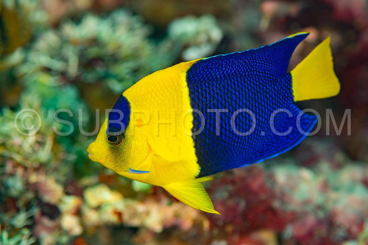 Photo de poisson-ange bicolore