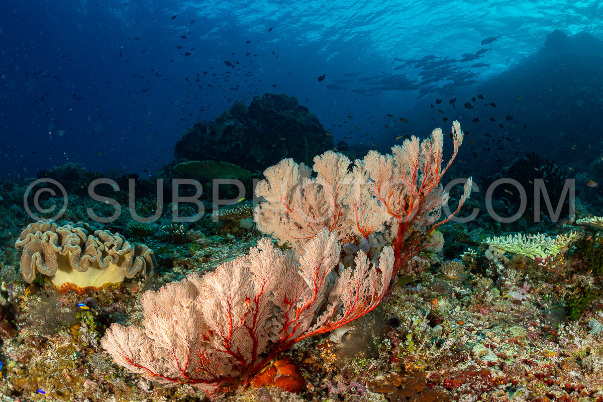 Photo de gorgone noueuse