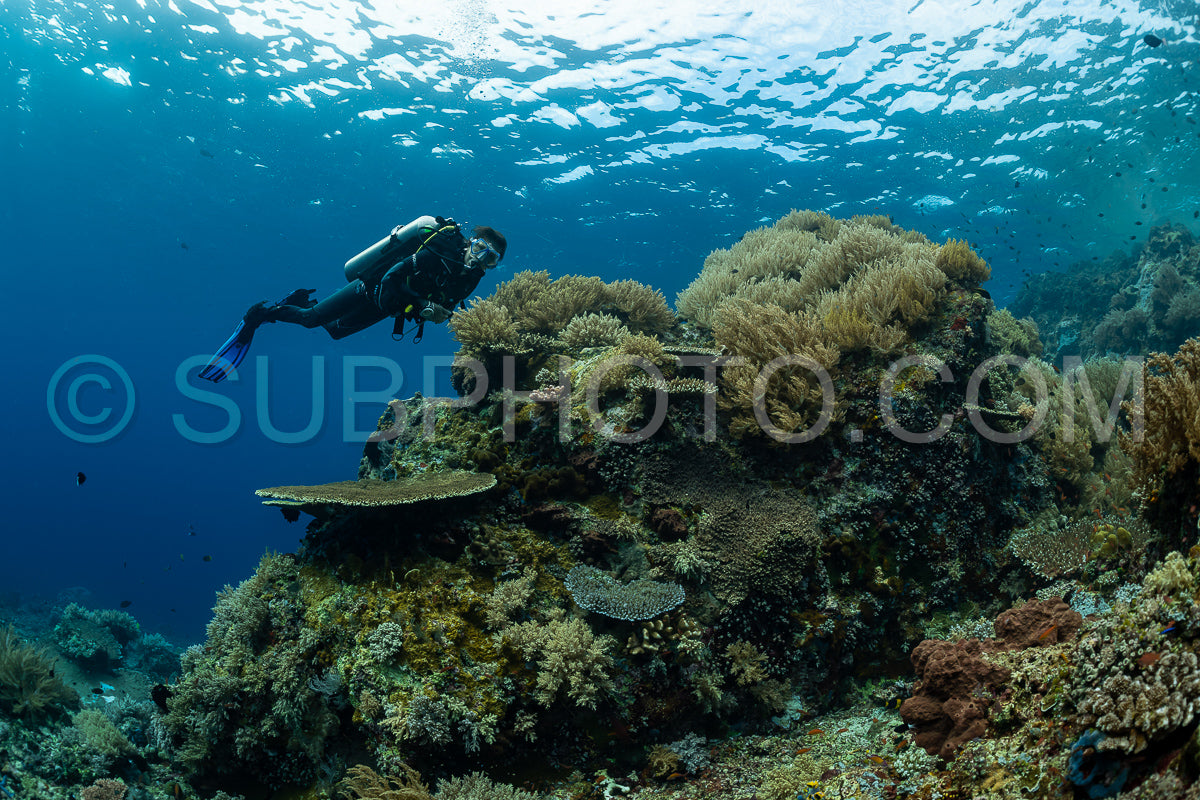 woman diver discovering the beauty of the Komodo National Park caral reef in Indonesia
