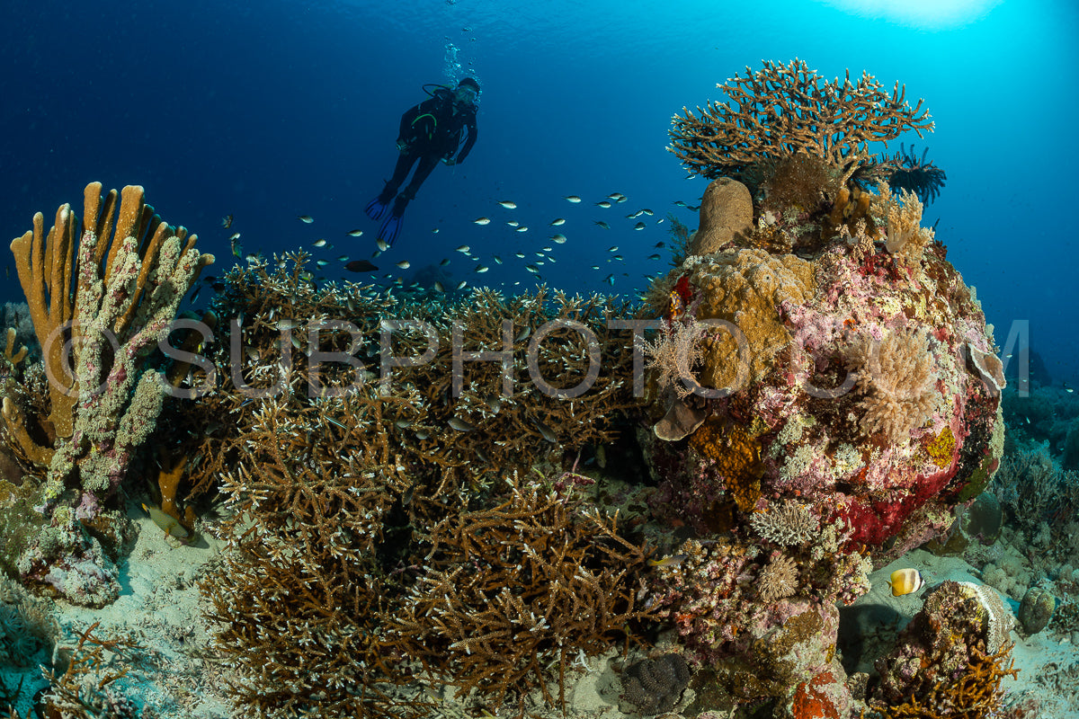Photo de femme plongeuse découvrant la beauté du récif caral du parc national de Komodo en Indonésie
