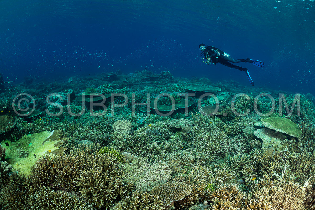 Photo de femme plongeuse découvrant la beauté du récif caral du parc national de Komodo en Indonésie
