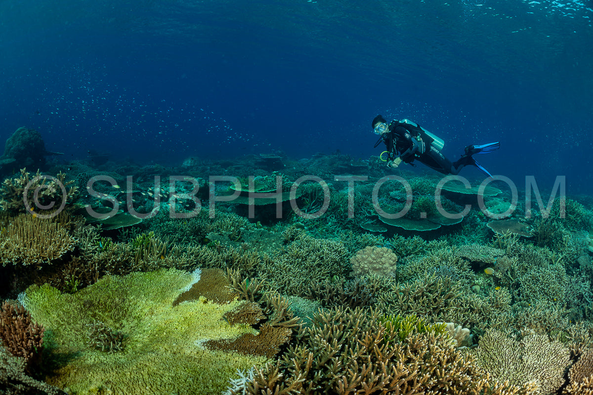 Photo de femme plongeuse découvrant la beauté du récif caral du parc national de Komodo en Indonésie