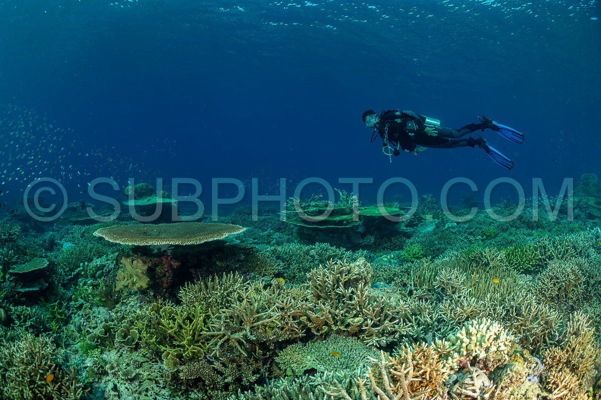 Photo de femme plongeuse découvrant la beauté du récif caral du parc national de Komodo en Indonésie