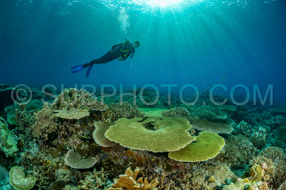 Photo de femme plongeuse découvrant la beauté du récif caral du parc national de Komodo en Indonésie