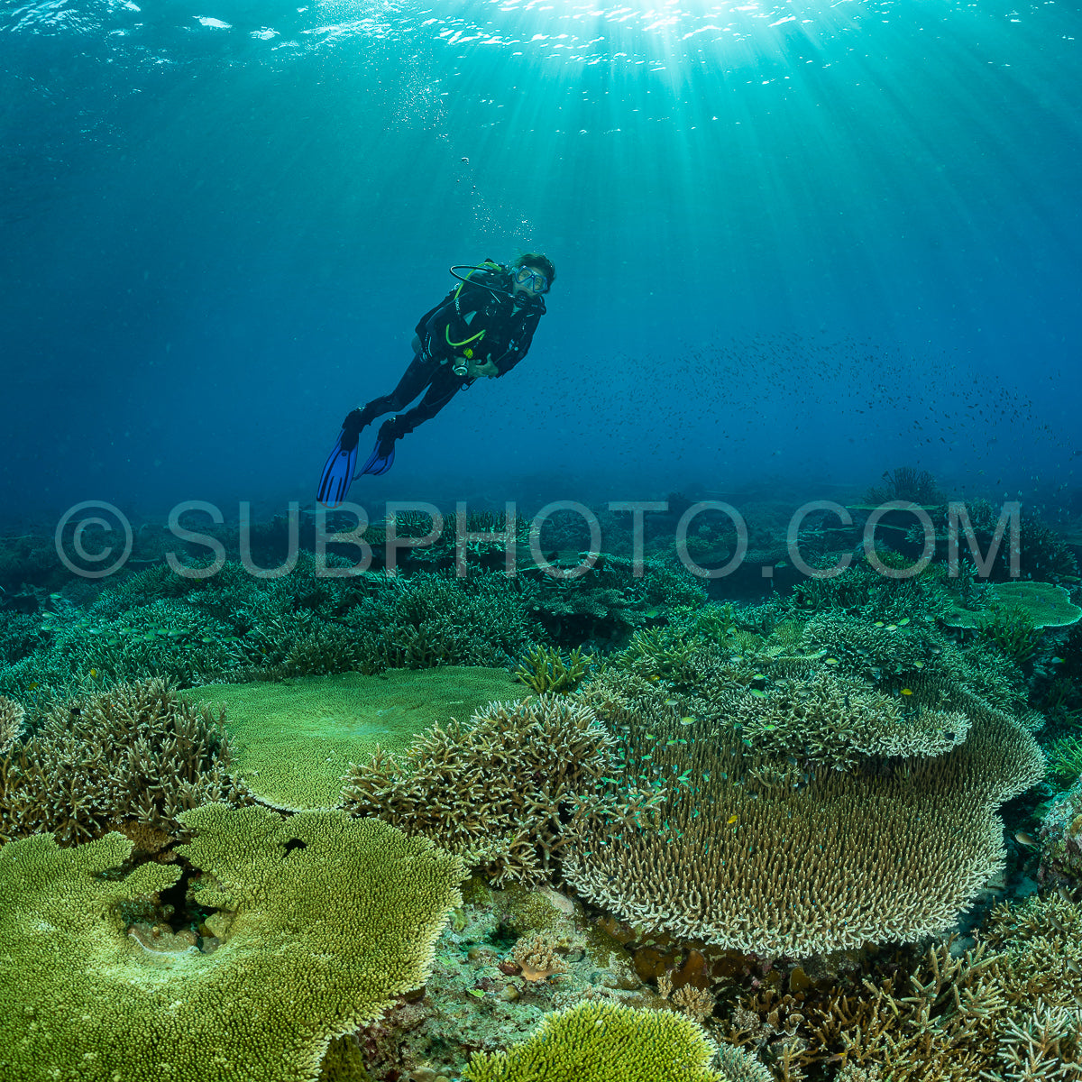Photo de femme plongeuse découvrant la beauté du récif caral du parc national de Komodo en Indonésie