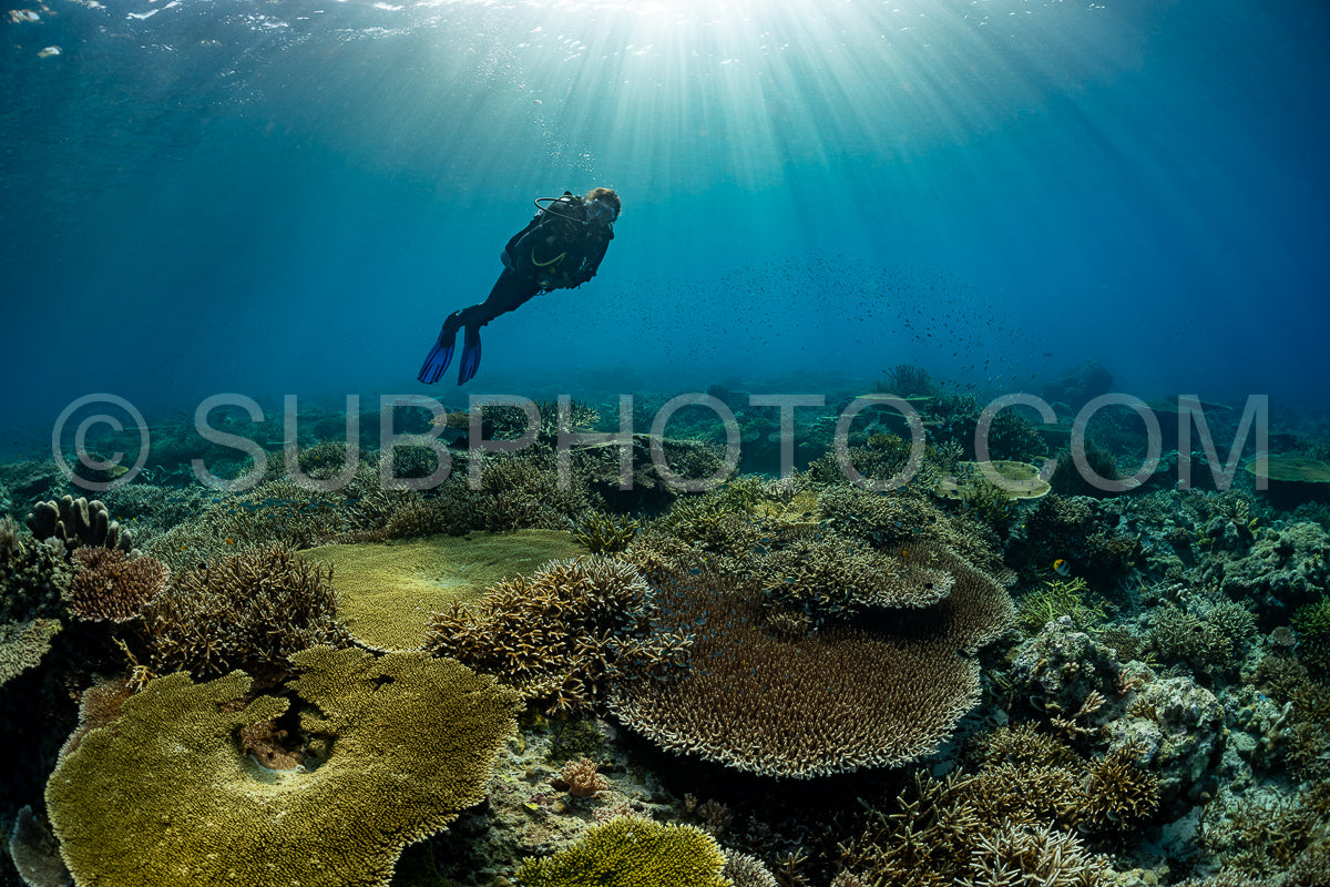 Photo de femme plongeuse découvrant la beauté du récif caral du parc national de Komodo en Indonésie