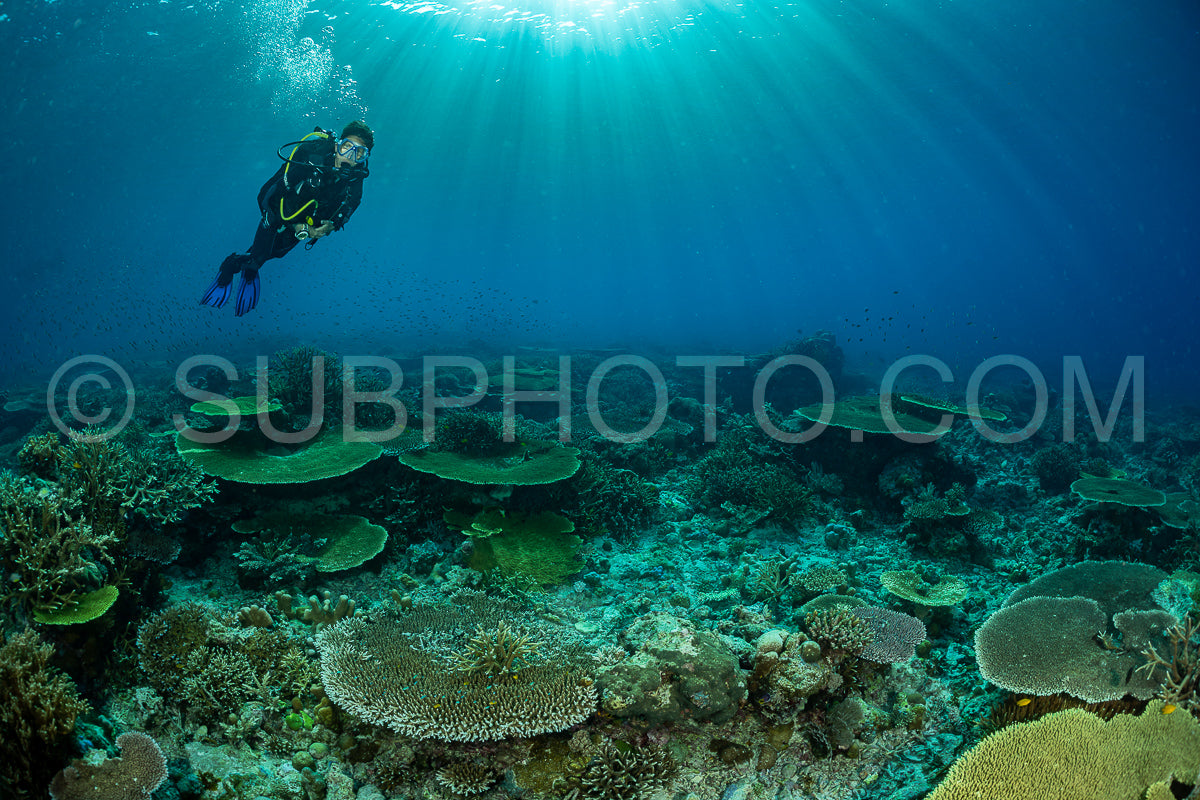 Photo de femme plongeuse découvrant la beauté du récif caral du parc national de Komodo en Indonésie