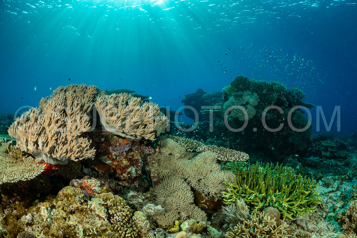 Photo de récif pittoresque avec corail
