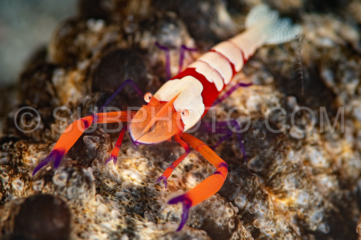 emperor shrimp