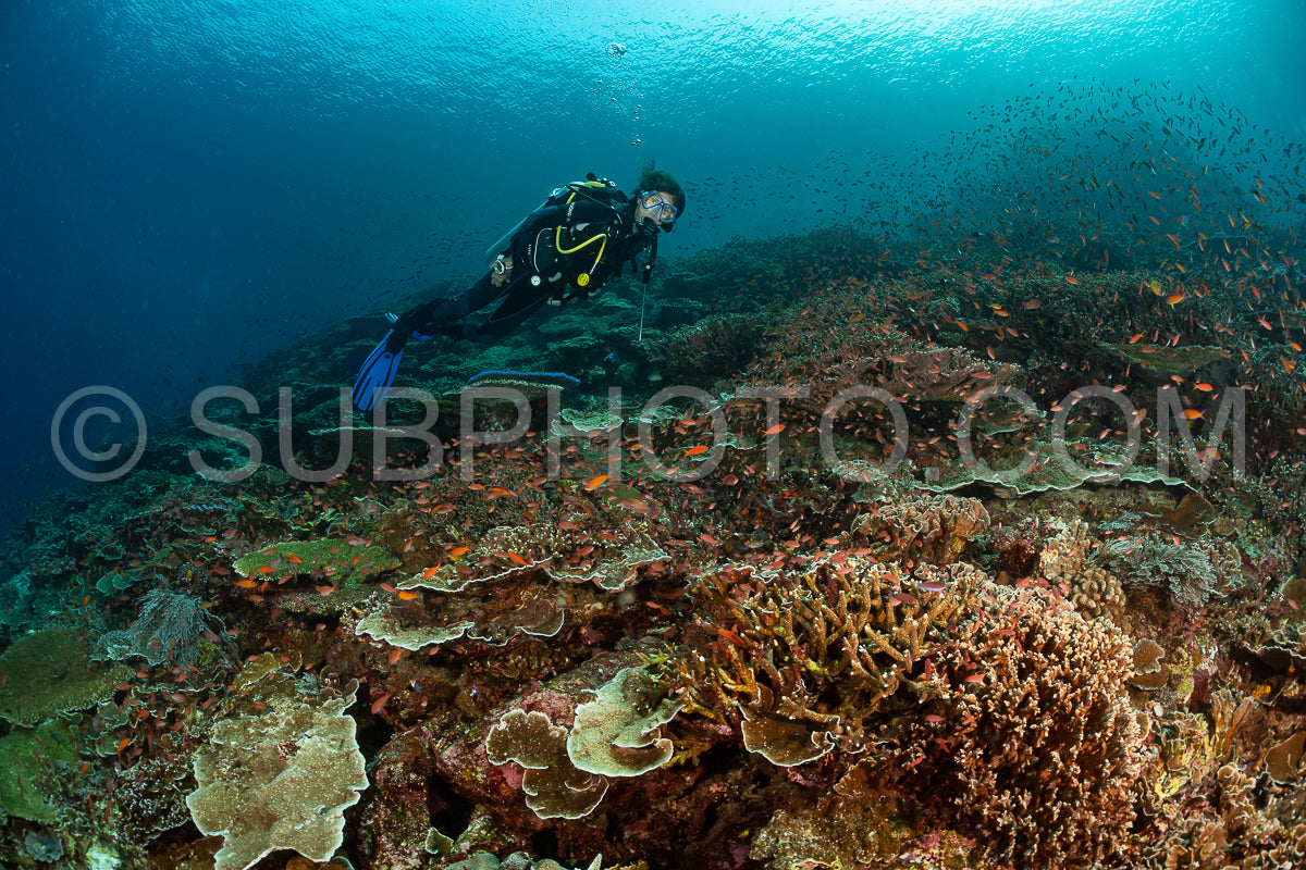 Photo de femme plongeuse découvrant la beauté du récif caral du parc national de Komodo en Indonésie