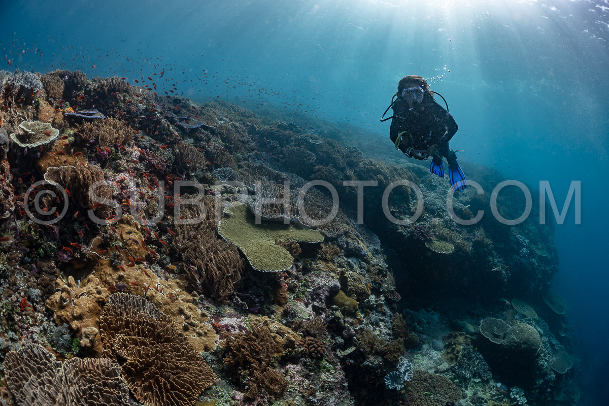 Photo de femme plongeuse découvrant la beauté du récif caral du parc national de Komodo en Indonésie