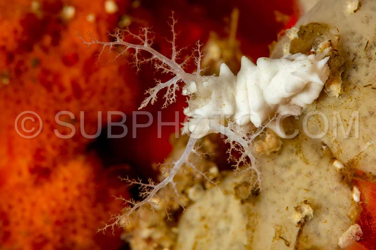 undercribed sea cucumber
