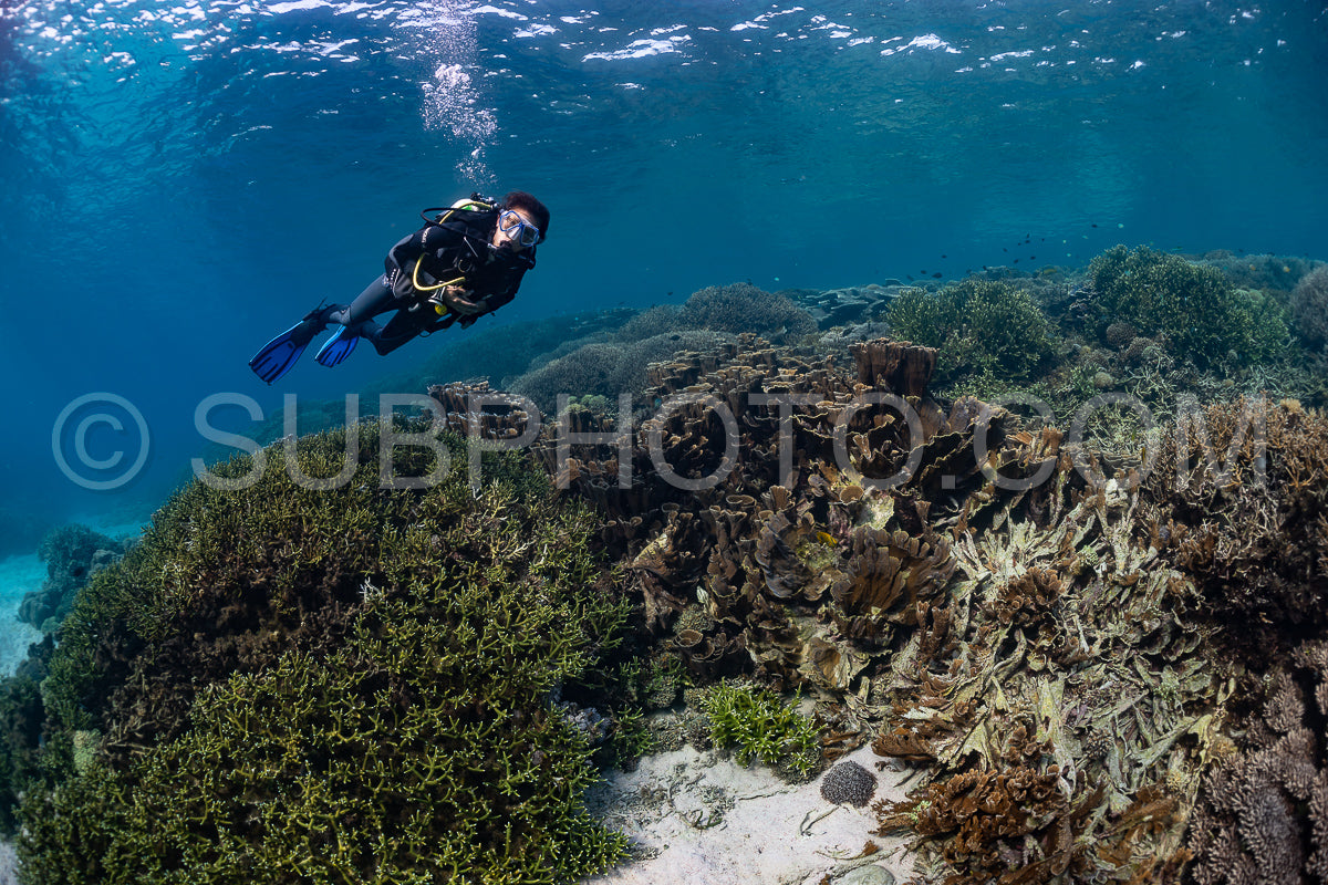Photo de femme plongeuse découvrant la beauté du récif caral du parc national de Komodo en Indonésie