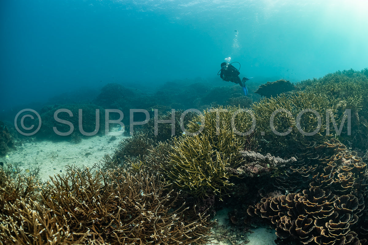 Photo de femme plongeuse découvrant la beauté du récif caral du parc national de Komodo en Indonésie