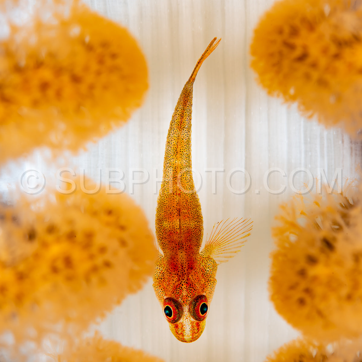 leather coral ghostgoby