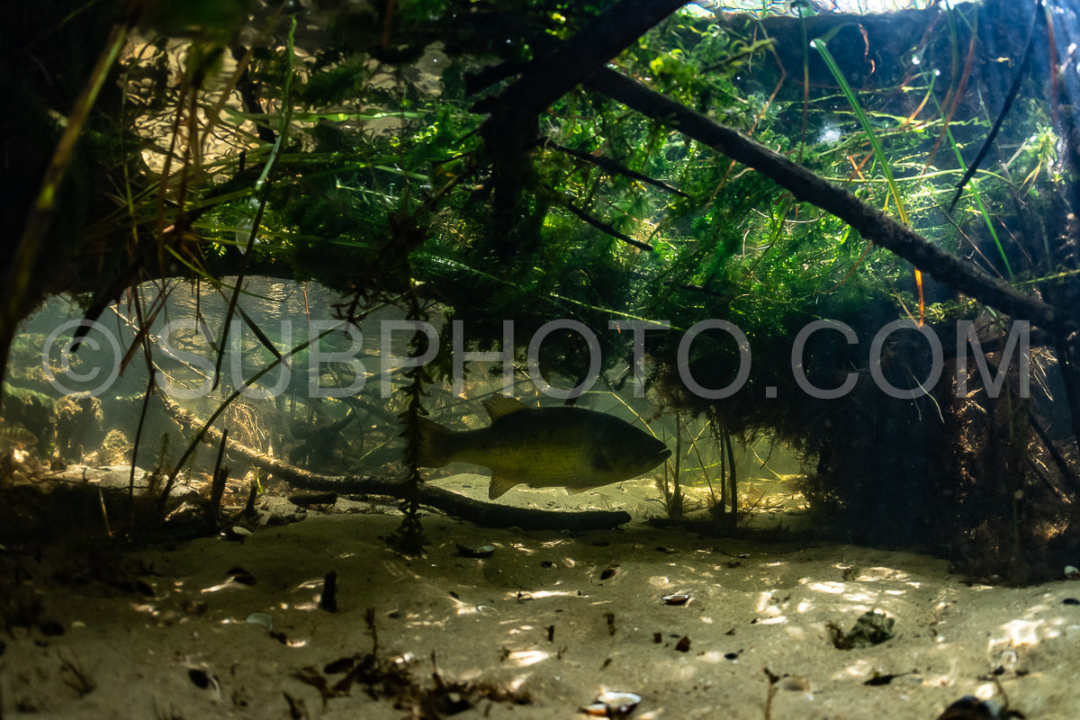 Photo de black bass dans le lac de Biscarosse