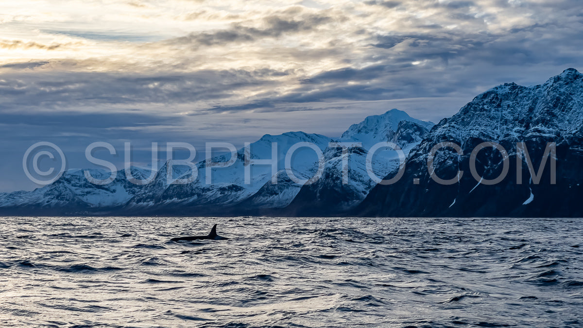 orcas or killer whales in Kvænangen fjord in Norway hunting for herrings