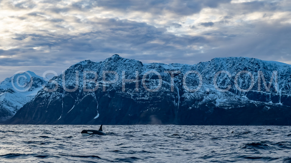 Photo de orques ou épaulards dans le fjord de Kvaenangen en Norvège chassant des harengs