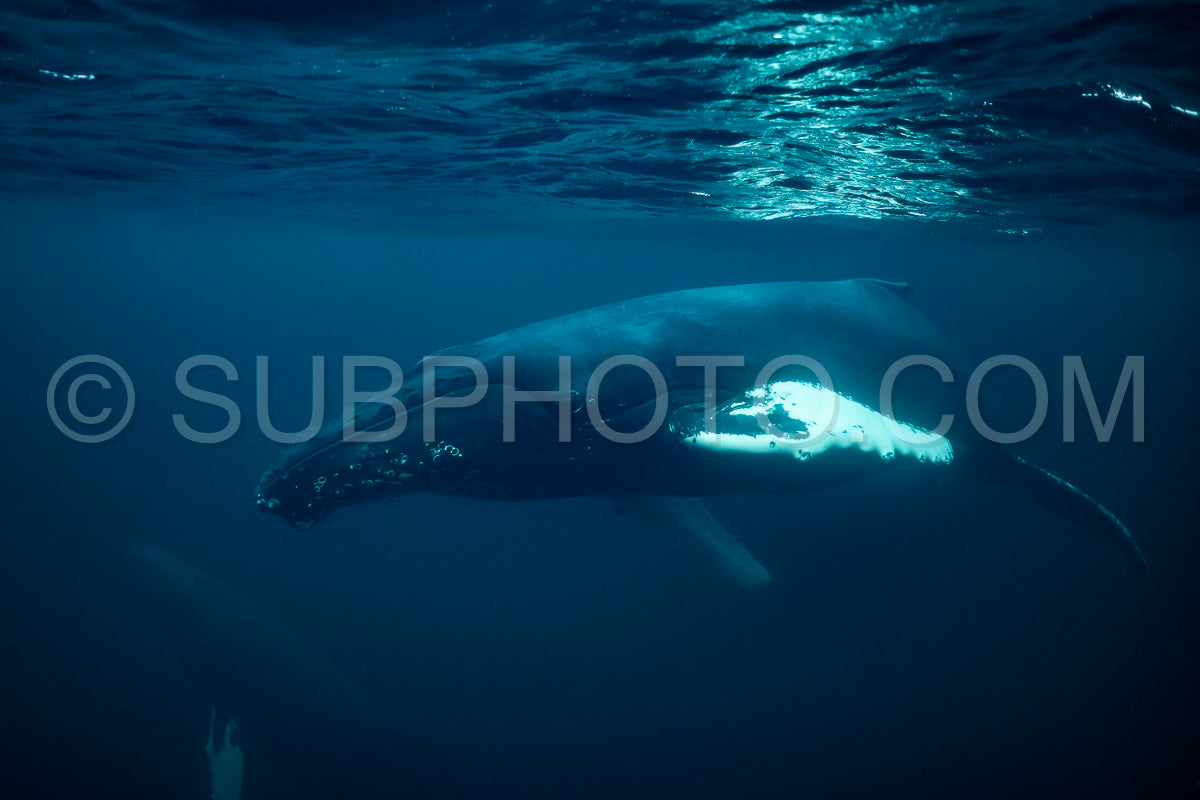 humpback whales in Kvænangen fjord in Norway hunting for herrings