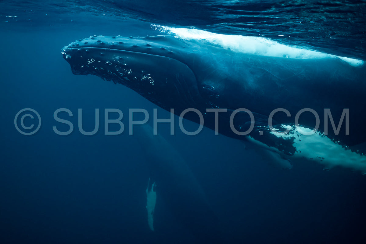 humpback whales in Kvænangen fjord in Norway hunting for herrings