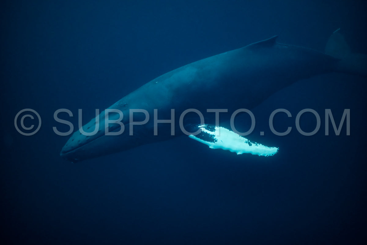 humpback whales in Kvænangen fjord in Norway hunting for herrings