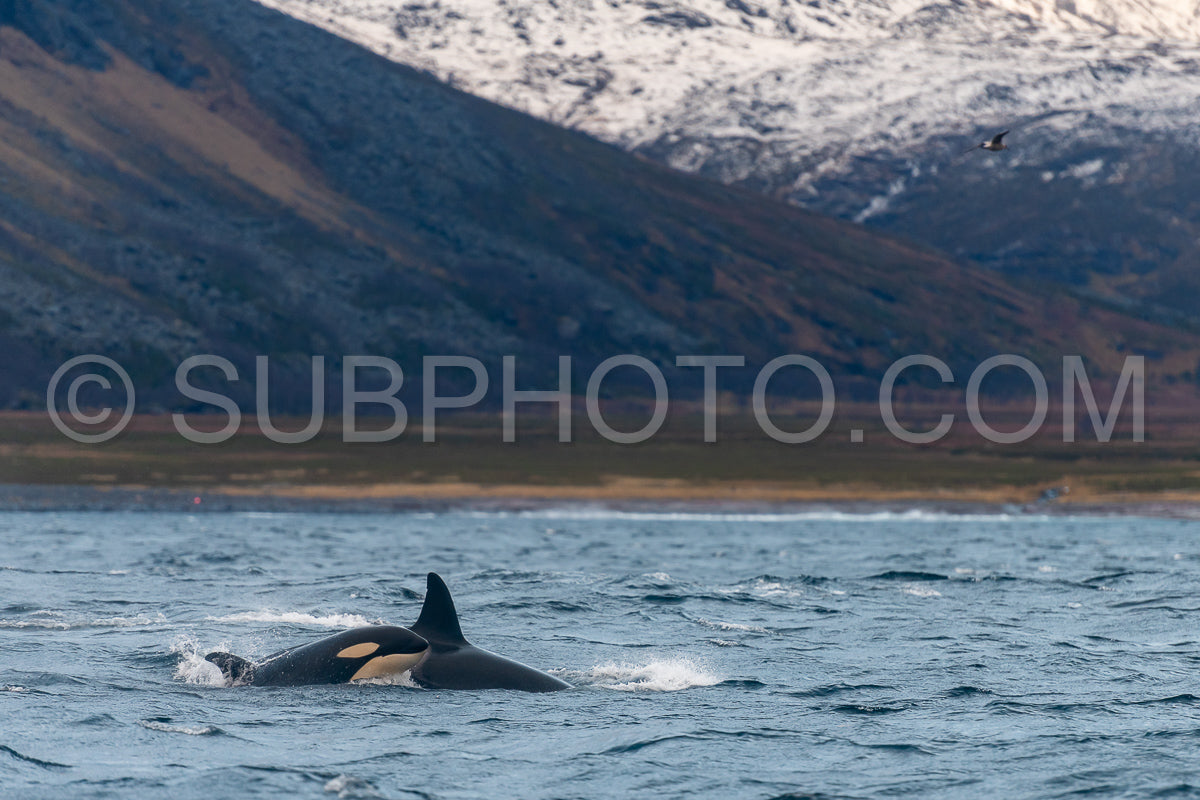 Photo de orques ou épaulards dans le fjord de Kvaenangen en Norvège chassant des harengs