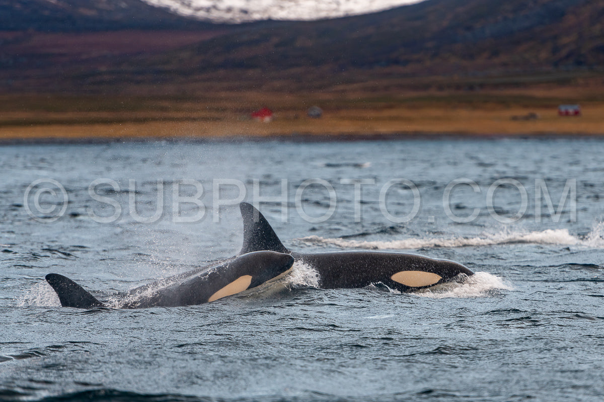 orcas or killer whales in Kvænangen fjord in Norway hunting for herrings