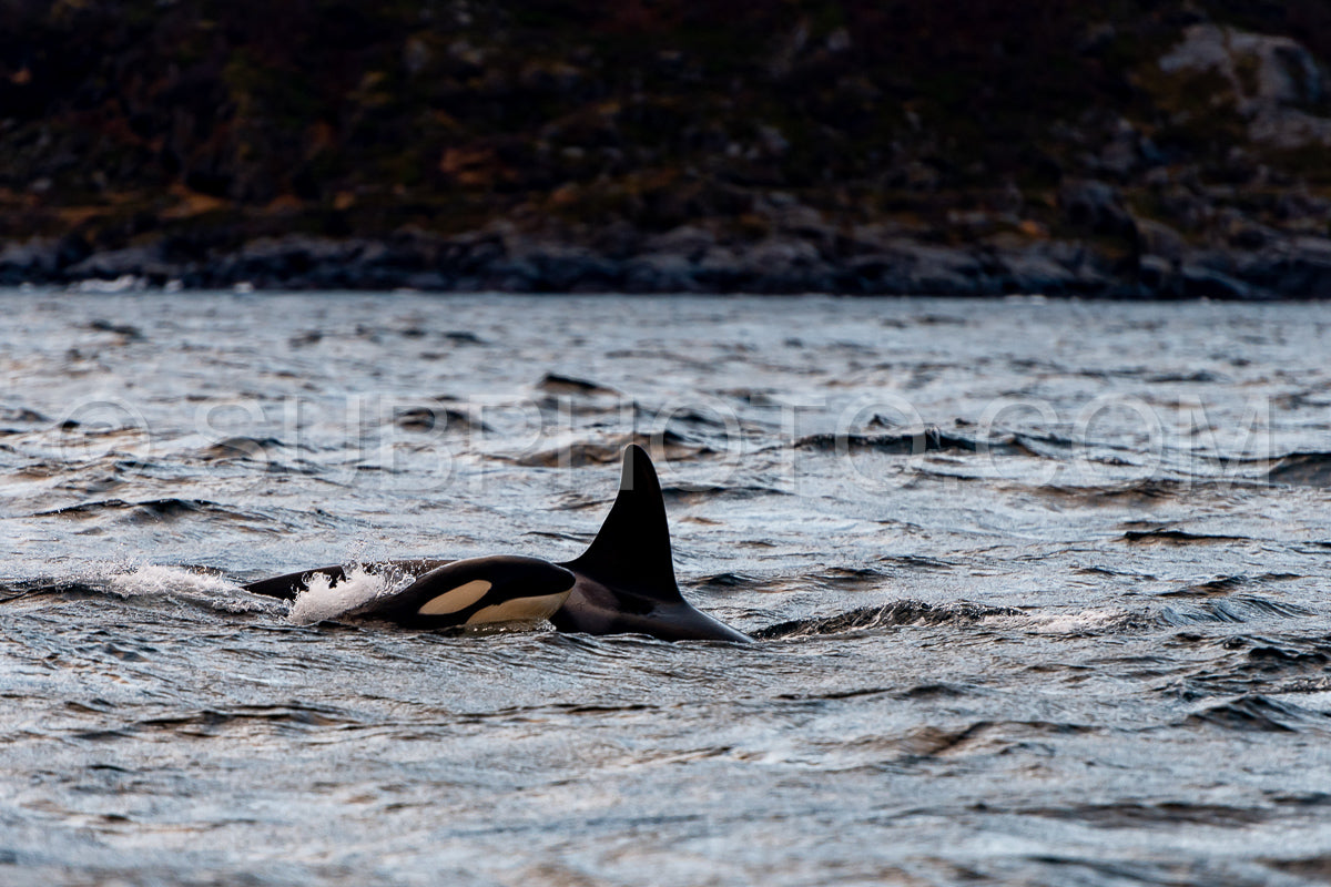 orcas or killer whales in Kvænangen fjord in Norway hunting for herrings