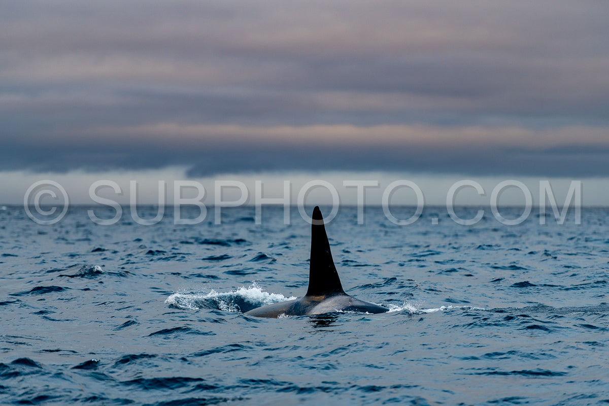 orcas or killer whales in Kvænangen fjord in Norway hunting for herrings