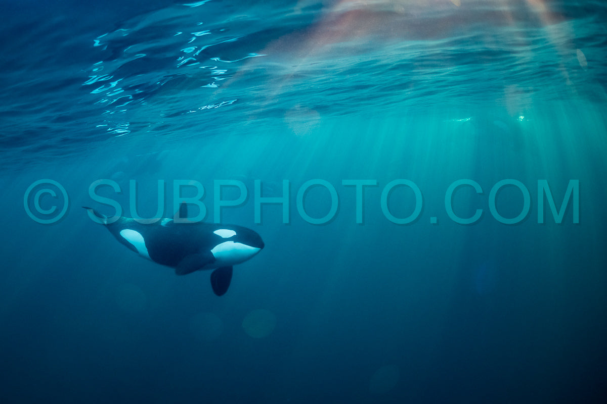 orcas or killer whales in Kvænangen fjord in Norway hunting for herrings