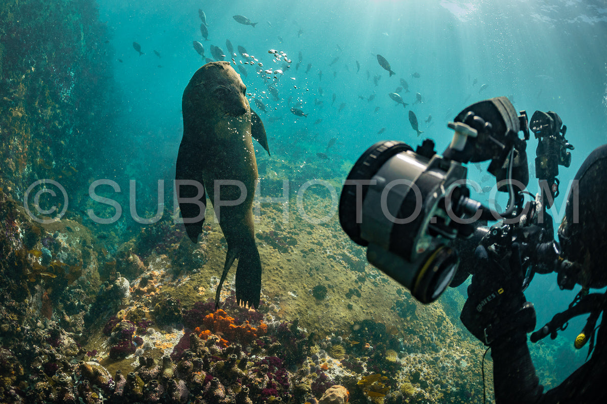 Photo de Otarie du Cap ou otarie brune jouant avec un plongeur en Afrique du Sud