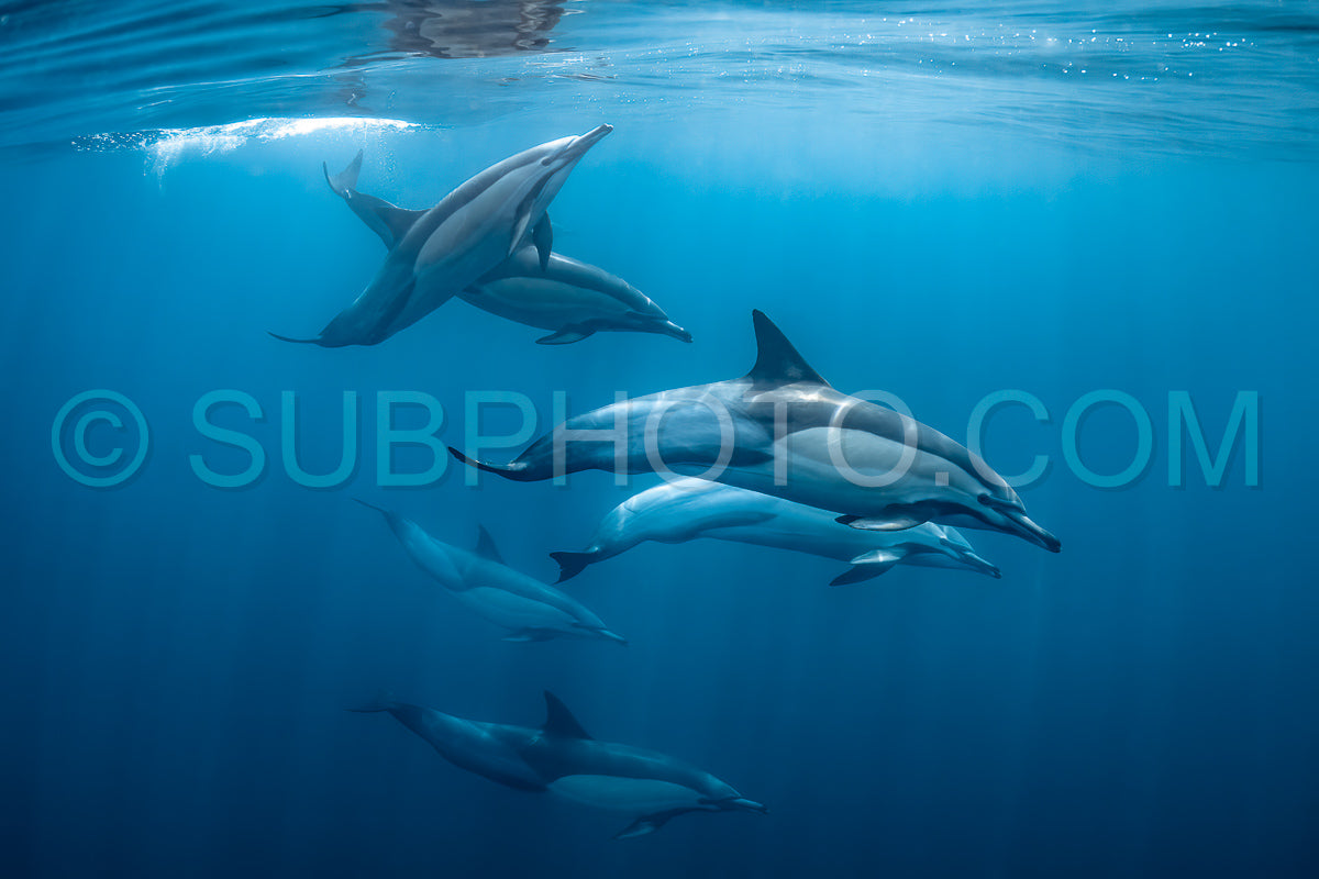 Pod of common dolphins (Delphinus delphis) swimming in the Atlantic Ocean near the Western Cape coast of South Africa