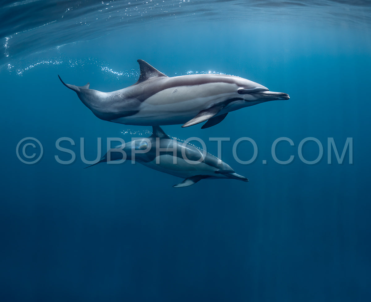 pod of common dolphins (Delphinus delphis) swimming in the Atlantic Ocean near the Western Cape coast of South Africa