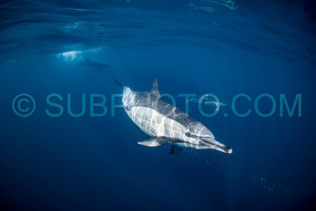 Photo de Groupe de dauphins communs (Delphinus delphis) nageant dans l'océan Atlantique près de la côte du Cap occidental en Afrique du Sud.