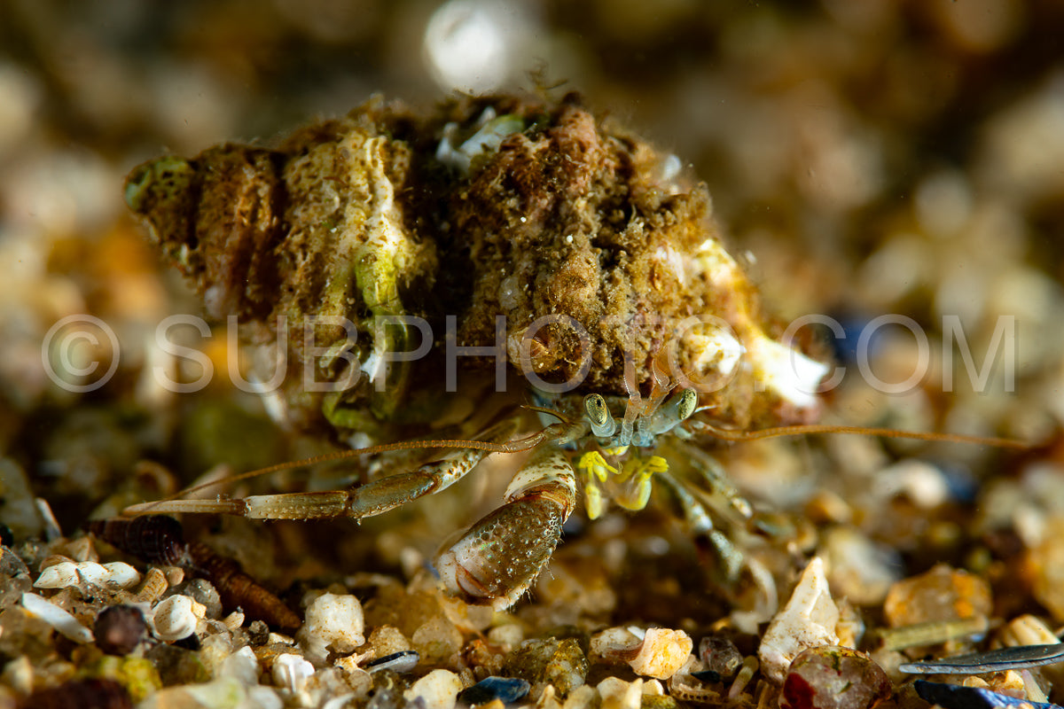 Photo de Bernard-l'hermite commun