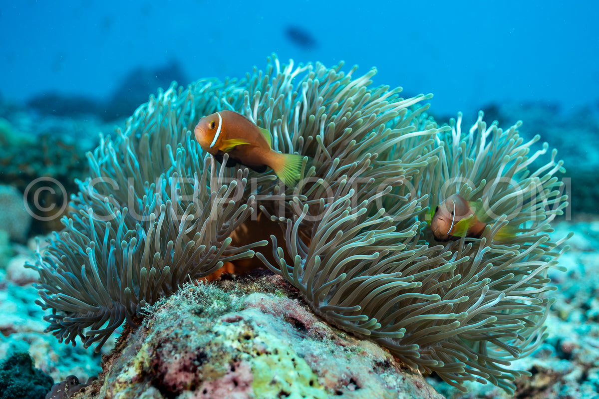 Photo de Anémone de Maldives ou anémone à nageoires noires