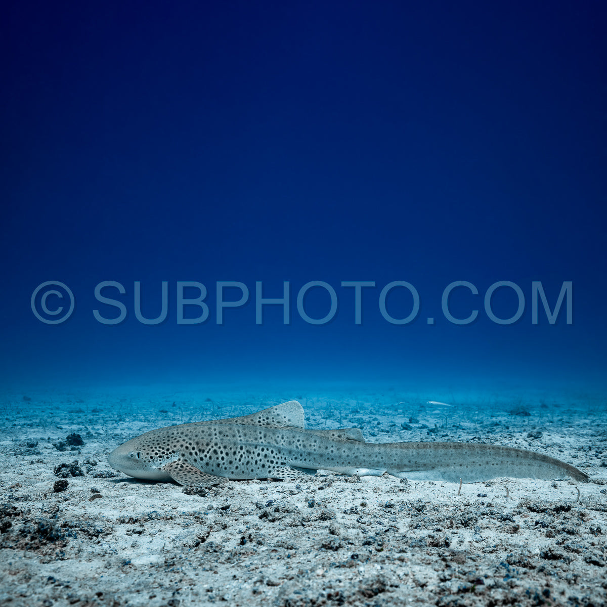 Photo de Requin zèbre aux Maldives