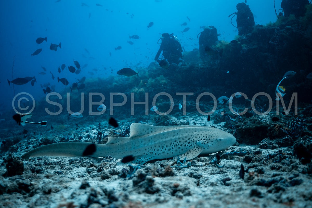 Photo de Requin zèbre aux Maldives