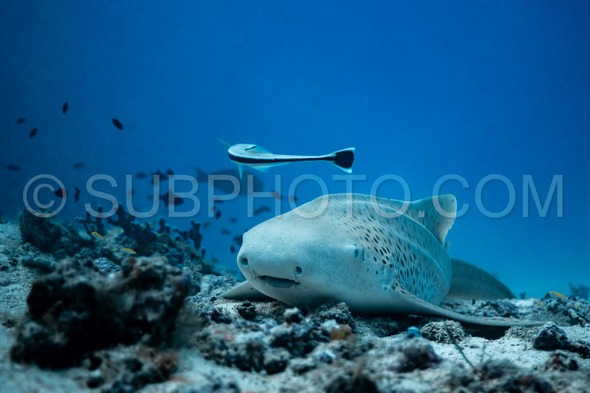 Photo de Requin zèbre aux Maldives