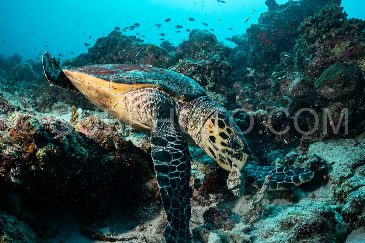 Photo de Tortue marine imbriquée