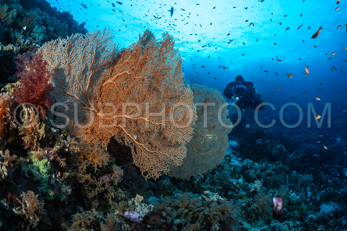 Photo de Plongeur Tek utilisant un recycleur avec des gorgones de Hickson en Mer Rouge