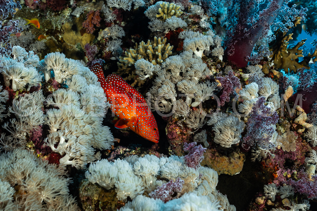 Photo de Mérou corail patrouillant son territoire en mer Rouge