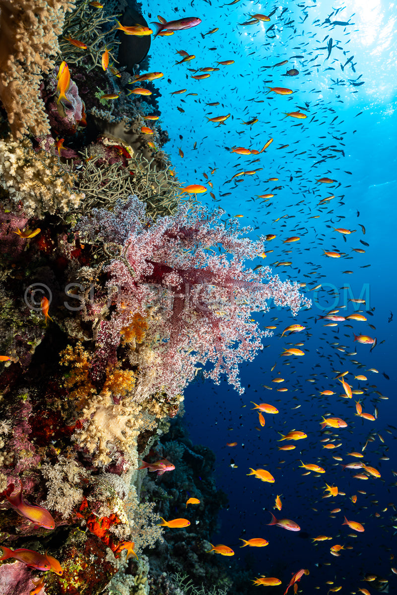 soft coral in the Red Sea