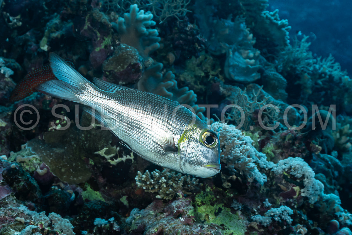 Photo de dorade à gros nez ou à gros nez barré ou dorade à gros yeux ou empereur à gros yeux ou goret à gros yeux