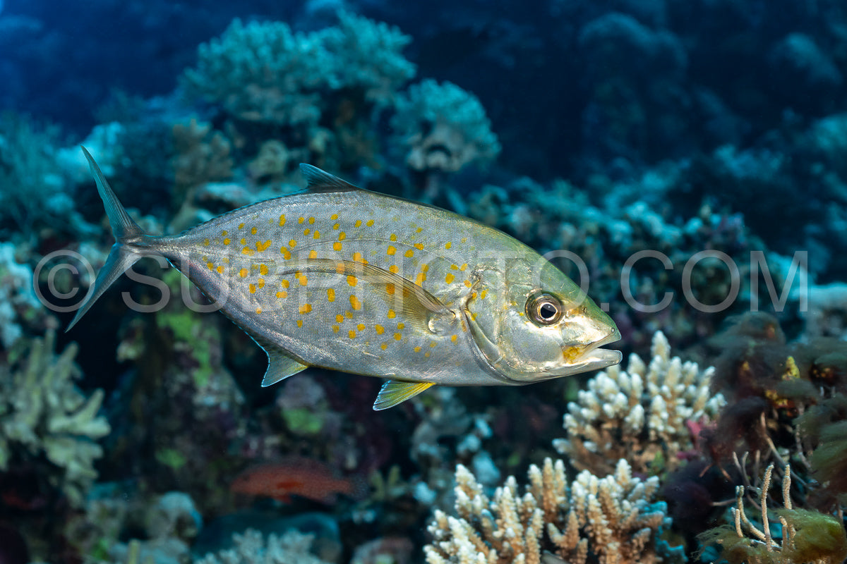 Orange-spotted trevally